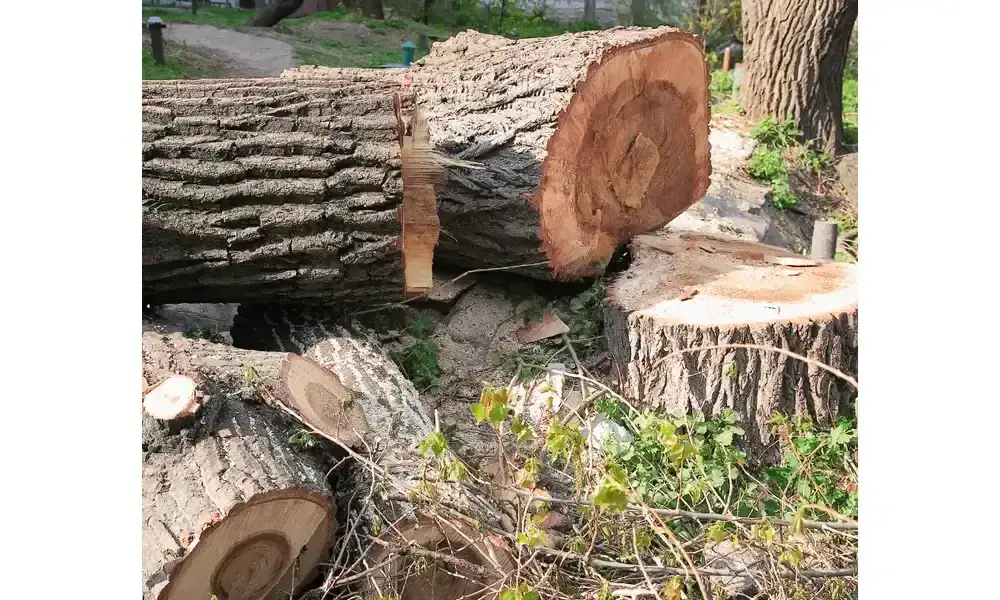 Wycinka drzew na działce: kiedy można bez zezwolenia? Sprawdź!