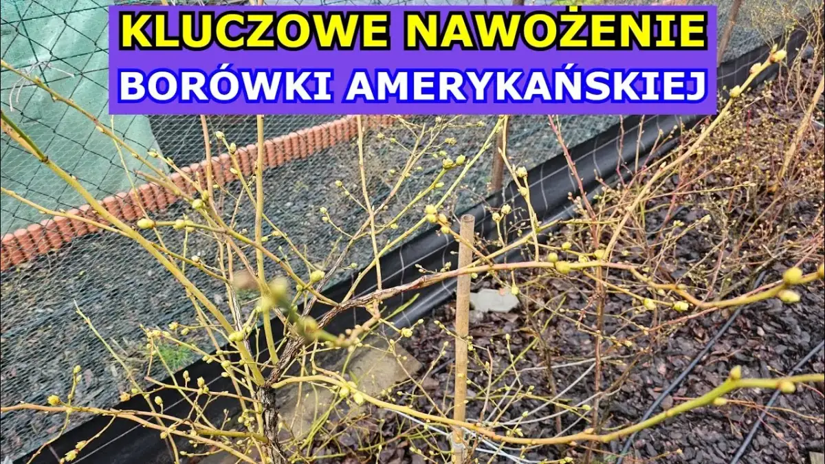 Kiedy sypać nawóz pod borówkę, aby uniknąć złego owocowania?