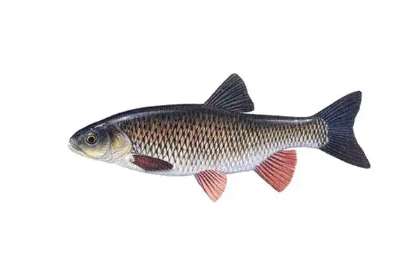 Jaką plecionkę na klenia wybrać, aby nie stracić ryby?