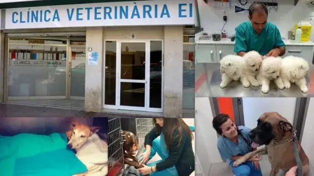 Veterinario Yepes: Servicios de calidad y atención personalizada para tu mascota
