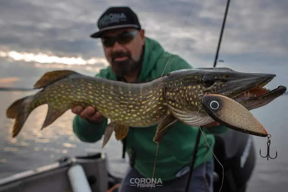 Ryby na spinning: Jak skutecznie łowić? Sprzęt, przynęty, techniki