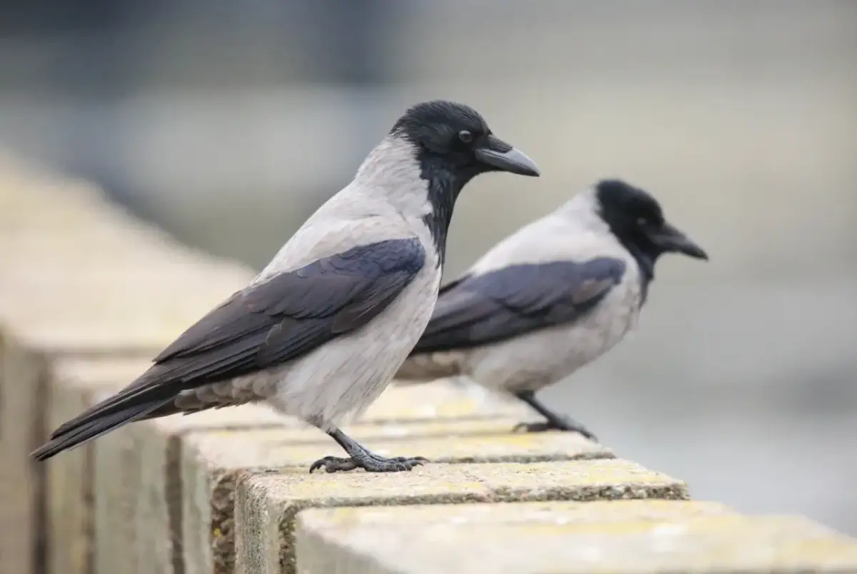 Dlaczego sól zabija ptaki? Poznaj ukryte zagrożenia i pomagaj mądrze