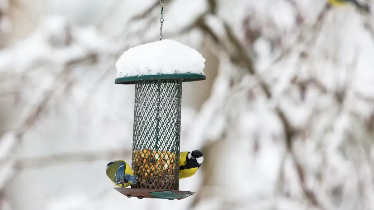 Czym nie karmić ptaków? Czarna lista i bezpieczne dokarmianie