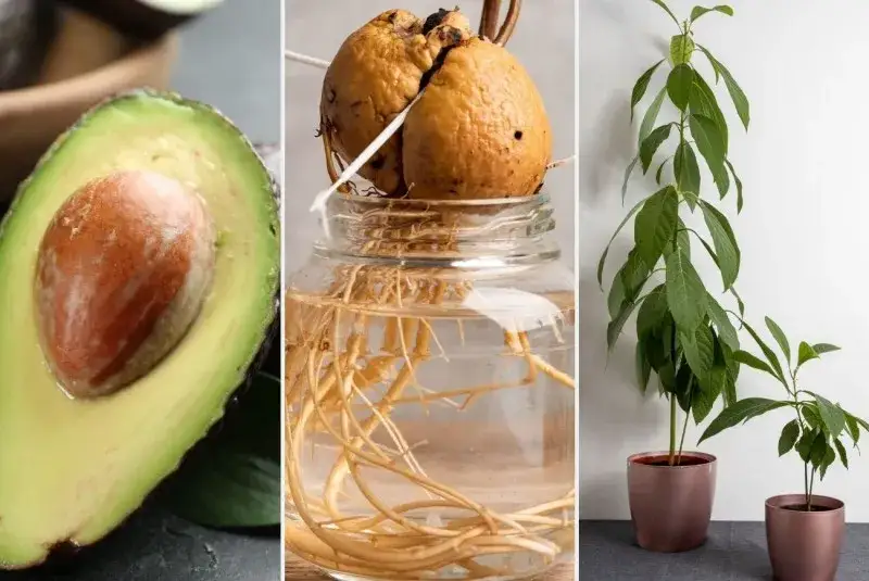 Awokado z pestki: Od nasiona do rośliny doniczkowej. Poradnik