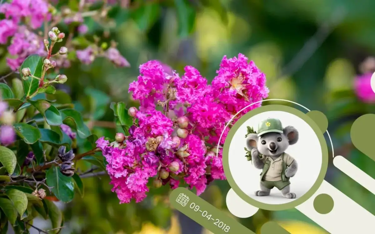 Jaki nawóz do lagerstroemia, aby uniknąć słabego wzrostu roślin?