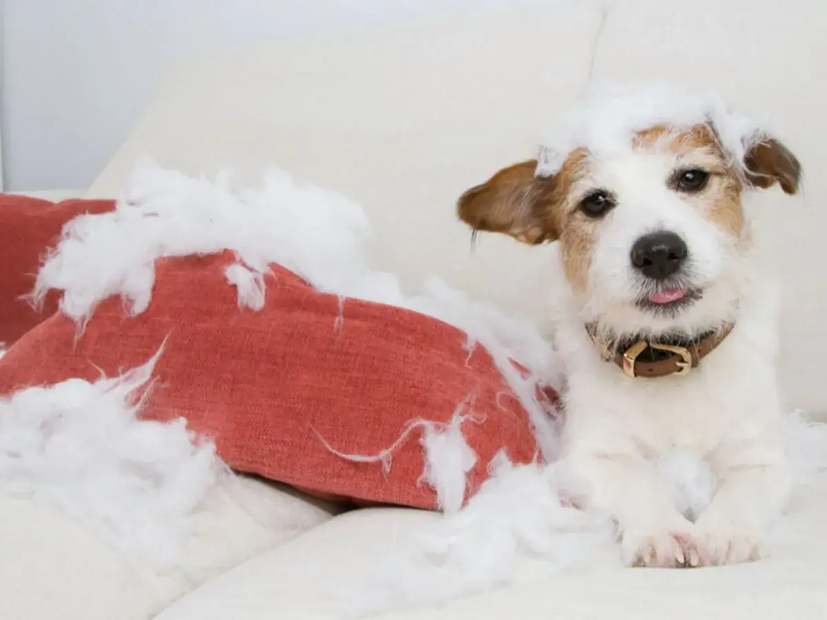 Jak oduczyć psa gryzienia? Zrozum przyczyny i działaj skutecznie!