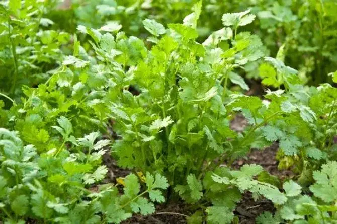 Kolendra kiedy siać - odkryj najlepsze terminy i sekrety sukcesu