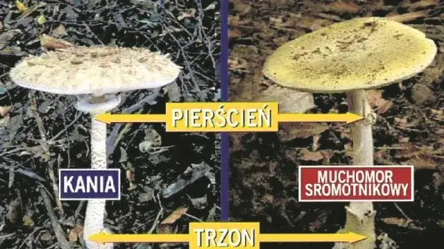 Kiedy jest sezon na kanie? Sprawdź najlepszy czas na zbiór tych grzybów