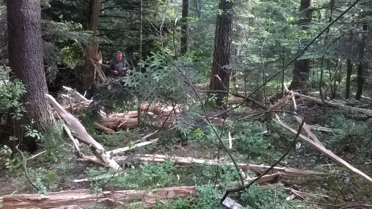 Burza w lesie jak się zachować, aby uniknąć niebezpieczeństwa