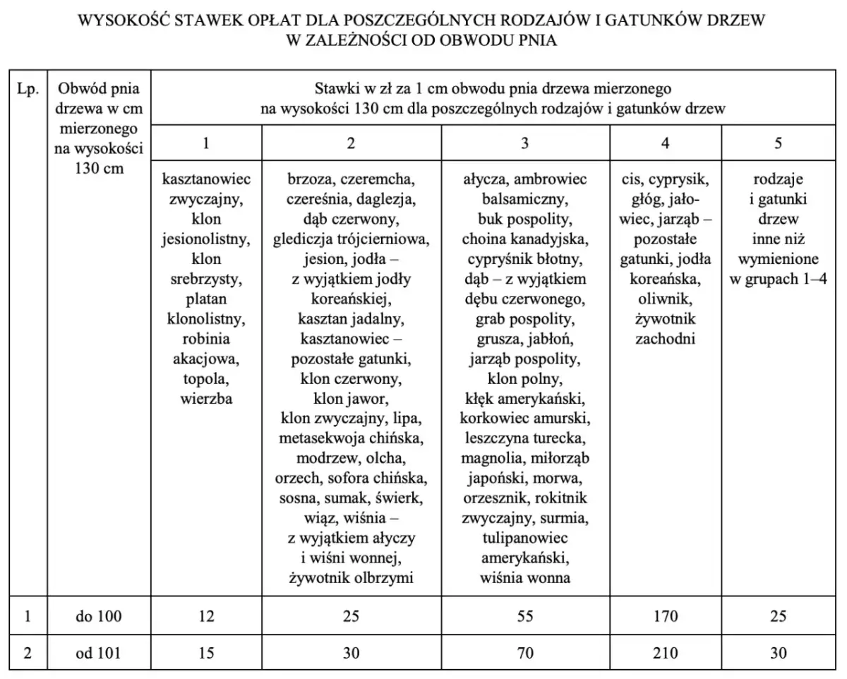 Pozwolenie na wycinkę drzew: ile ważne? Terminy i kary