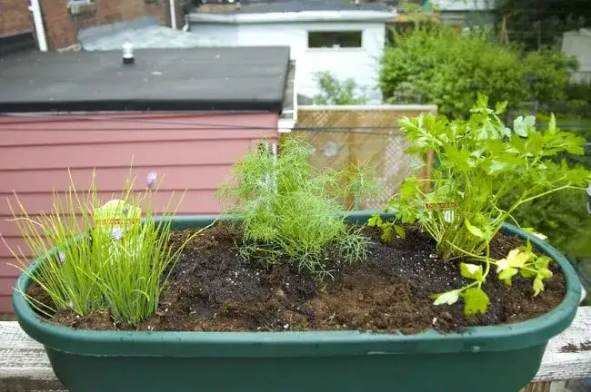 Jak uprawiać koperek: Poradnik krok po kroku (ogród i doniczka)