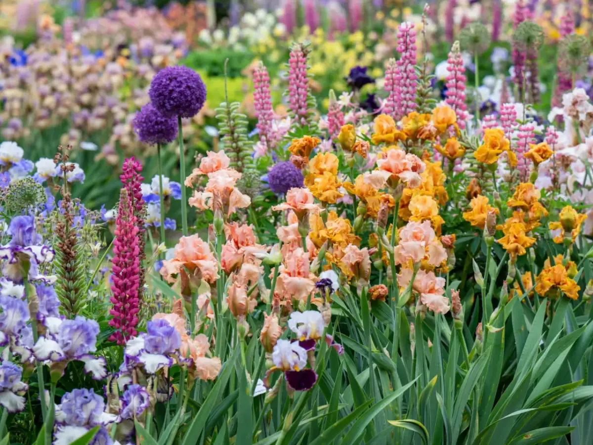 Z czym sadzić irysy? Najlepsze rośliny towarzyszące dla rabaty