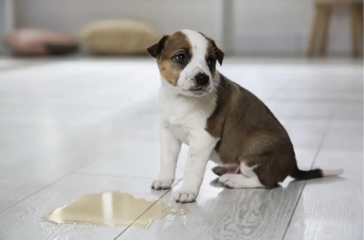 Mały szczeniak siedzi obok kałuży na podłodze. Zastanawiasz się, jak często wyprowadzać szczeniaka?