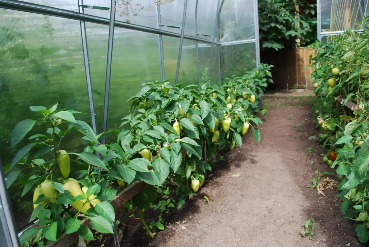 Jak uprawiać paprykę w szklarni - unikaj najczęstszych błędów
