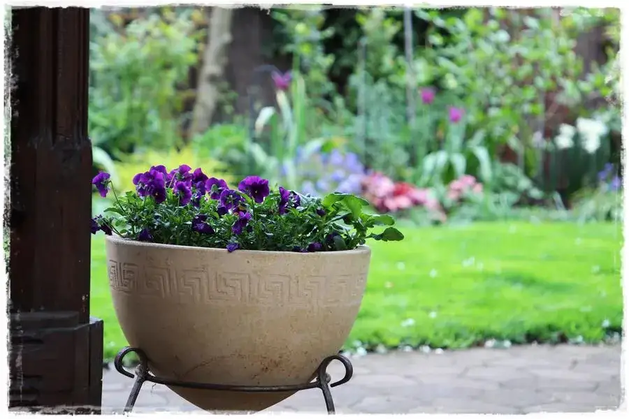 Bratki w doniczce: Sadzenie krok po kroku i pielęgnacja