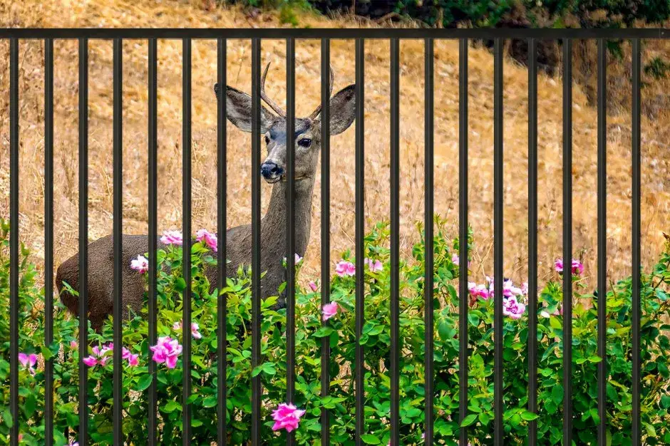 Płot na sarny: jaka wysokość? Sprawdź, jak skutecznie chronić ogród