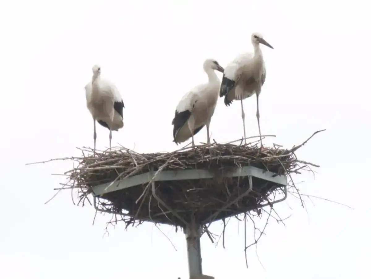 Trzy bociany stojące na gnieździe z gałęzi.