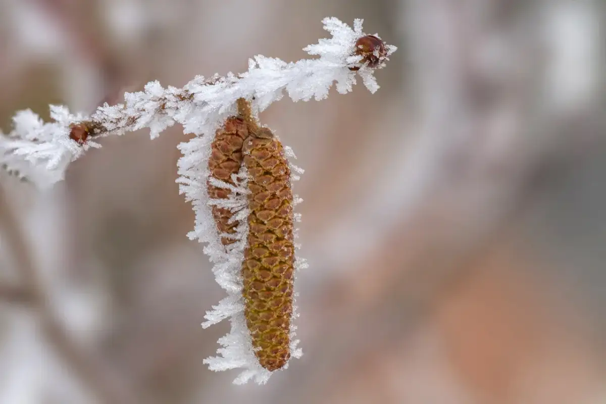 Jak kwitnie leszczyna i jak uniknąć problemów z pyłkiem