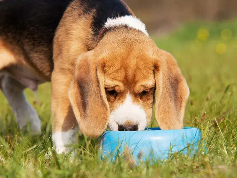 Kiedy szczeniaki same jedzą? Kluczowe informacje o odsadzeniu i karmieniu