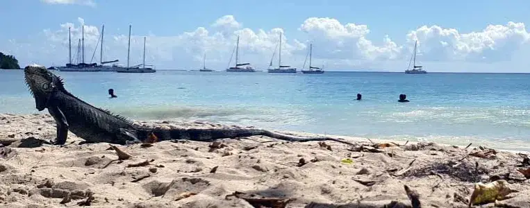 Najciekawsze atrakcje Gwadelupy, które musisz zobaczyć na wyspie