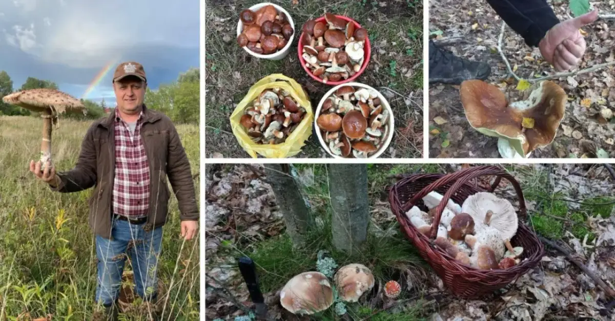 Gdzie na grzyby Szczecin? Odkryj najlepsze miejsca na grzybobranie