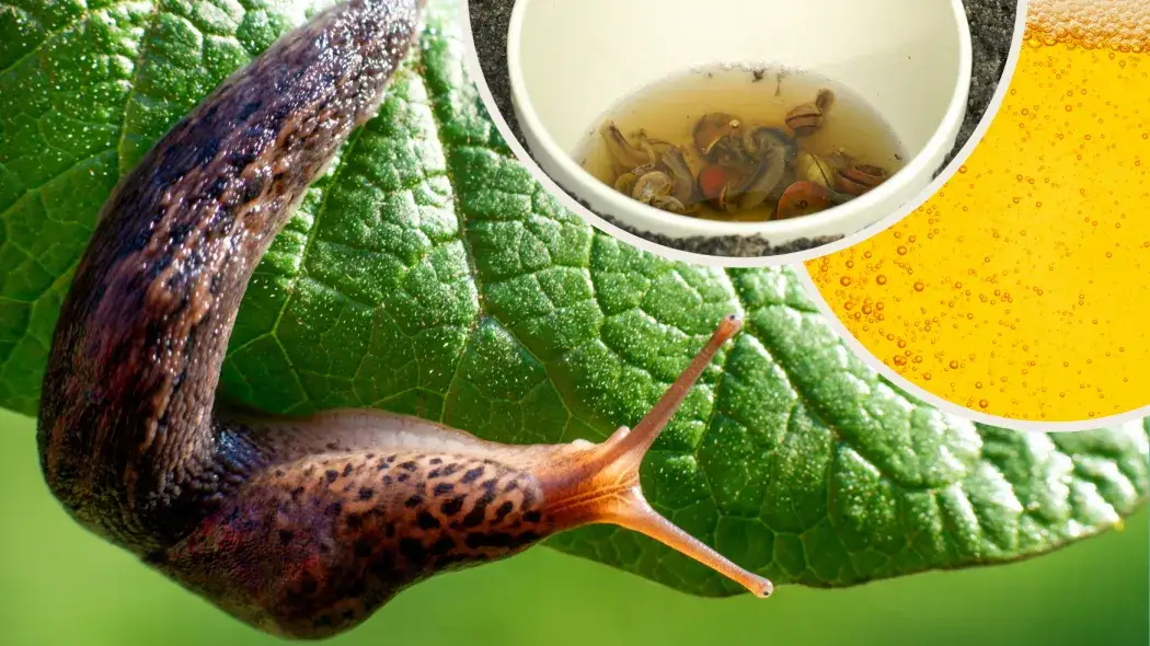 Jakie piwo na ślimaki skutecznie zwabi szkodniki do pułapki