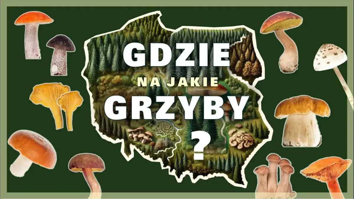 Gdzie na grzyby z noclegiem? Twój przewodnik po grzybnych regionach
