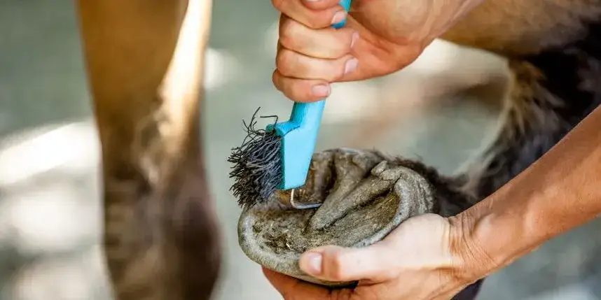 Jak czyścić kopyta konia? Poradnik krok po kroku dla zdrowych kopyt