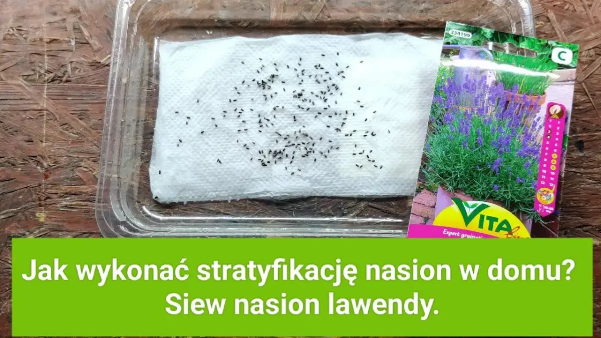 Lawenda kiedy siać - najlepsze terminy siewu i pielęgnacji nasion