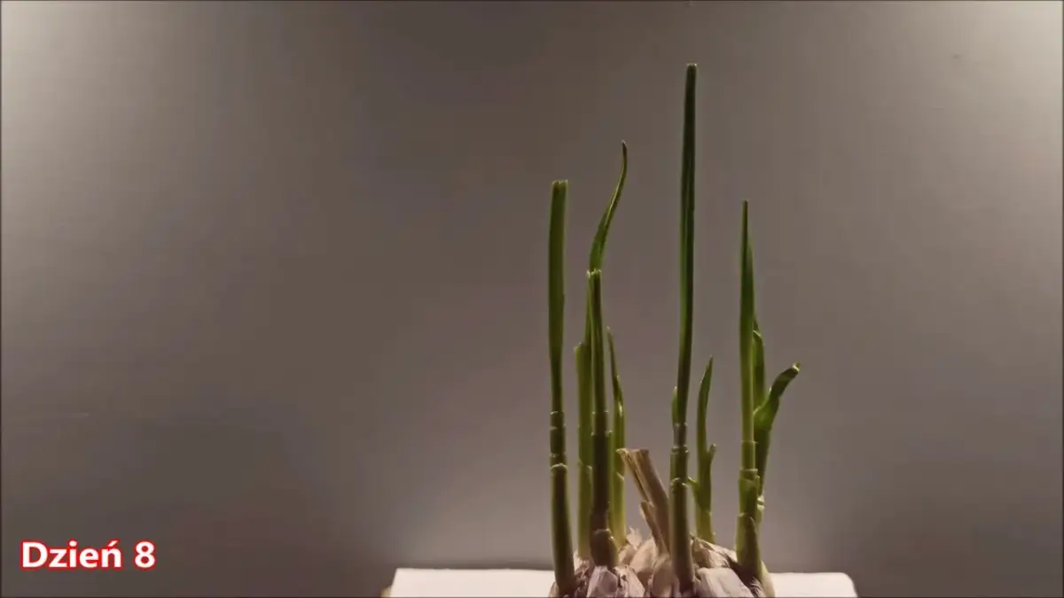 Jak uprawiać czosnek w domu - proste sposoby na udaną uprawę