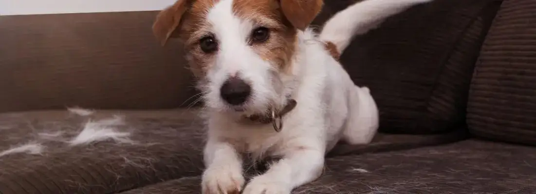 Dlaczego psu nie odrasta sierść? Odkryj przyczyny i rozwiązania