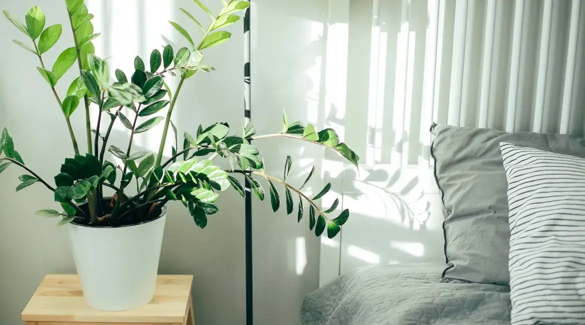 Kwiaty do sypialni: Lepszy sen i czyste powietrze? Sprawdź, które wybrać!
