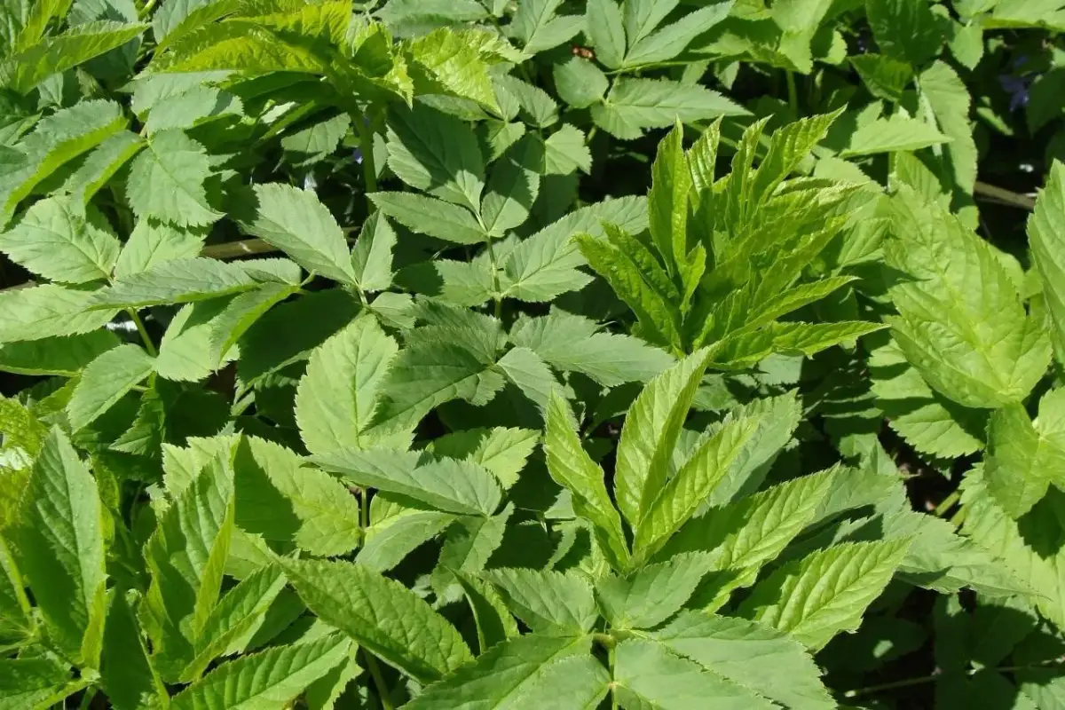 Gęsty zielony kobierzec liści podagrycznika pospolitego, tworzący naturalny, bujny krajobraz.