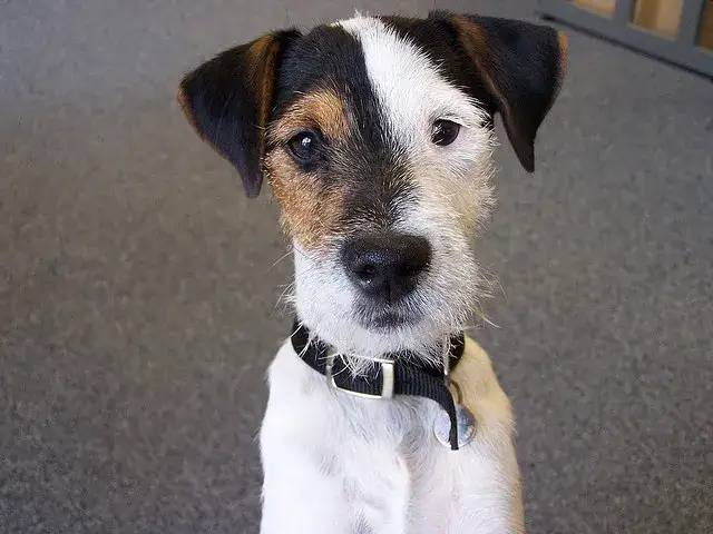 Tresura Jack Russell Terriera: Jak wychować posłusznego JRT?