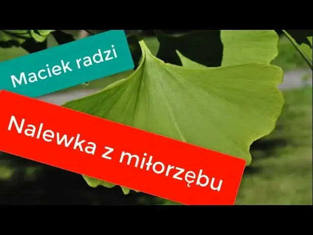 Nalewka z miłorzębu jak zrobić - prosty przepis i cenne wskazówki