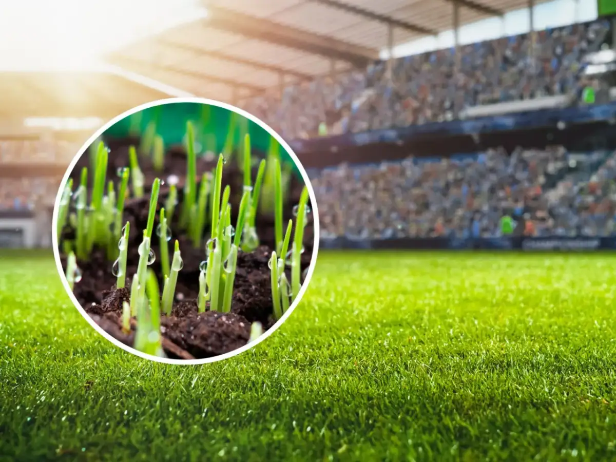 Które zboże najszybciej kiełkuje? Odkryj najlepsze opcje dla ogrodu