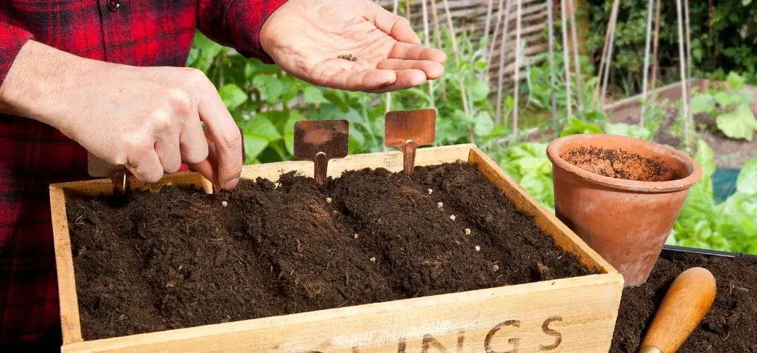 Co siać w kwietniu do gruntu, aby uzyskać obfite plony?