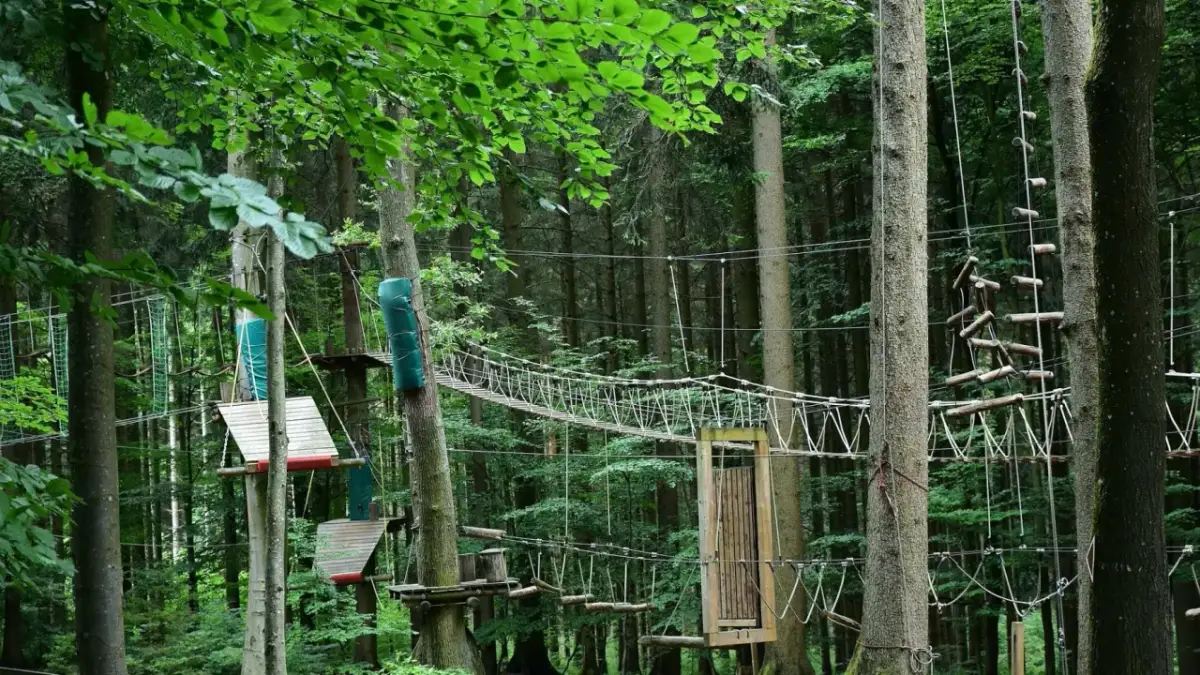 Park linowy w lesie z mostkami, drabinkami i platformami między drzewami.