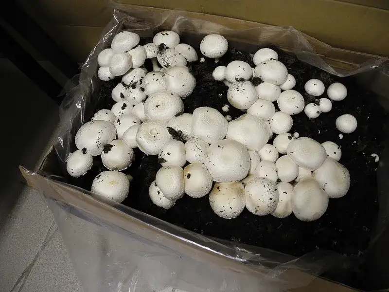 Jak uprawiać pieczarki w domu - proste kroki do sukcesu w hodowli