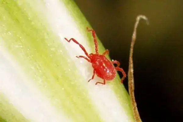Bichos parecidos a las pulgas: identifica y evita infestaciones dañinas