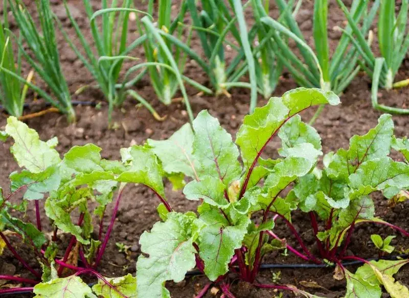 Kiedy sezon na buraki? Sprawdź, kiedy są najlepsze do zbioru