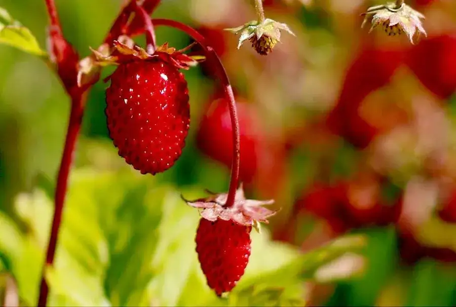 Jak uprawiać poziomki - proste sposoby na zdrowe owoce w ogrodzie