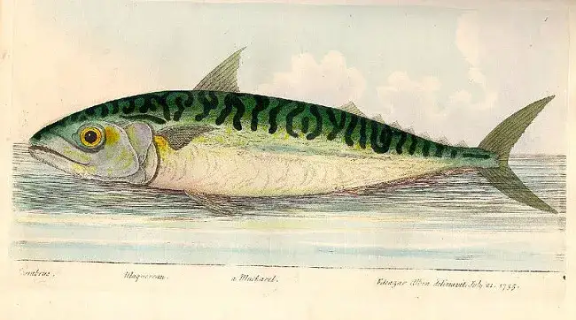 Czy makrela jest w Bałtyku? Odkryj jej sezonowe migracje i obecność