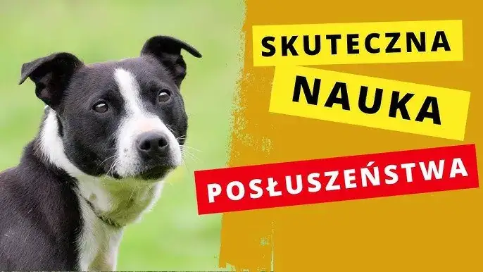 Jak wytresować psa w domu - skuteczne metody na posłuszeństwo