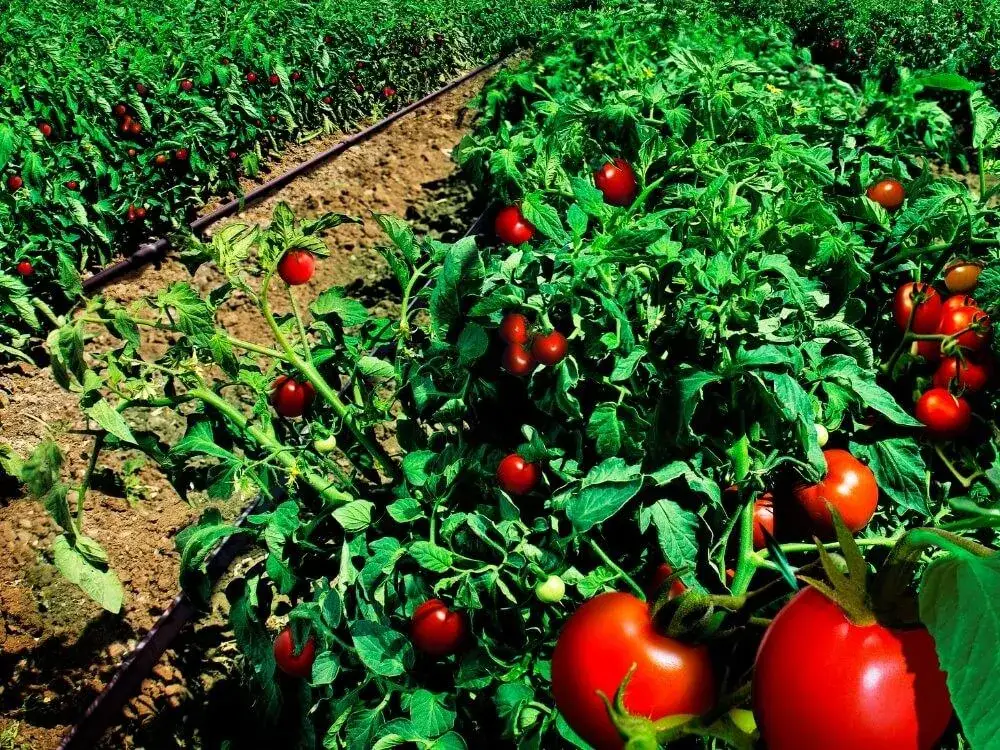 Pomidory Lima: Jak uprawiać i uzyskać obfite plony?