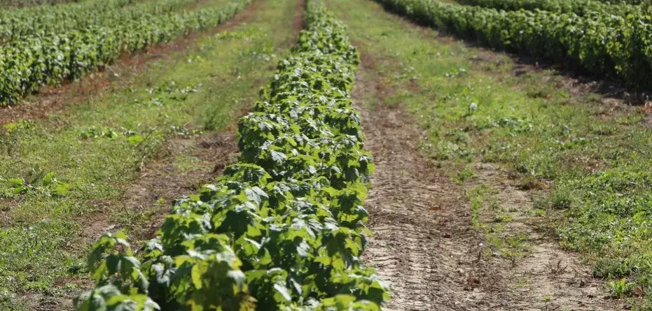 Co z vatem na nawozy? Jak zerowy VAT wpływa na podatki rolników