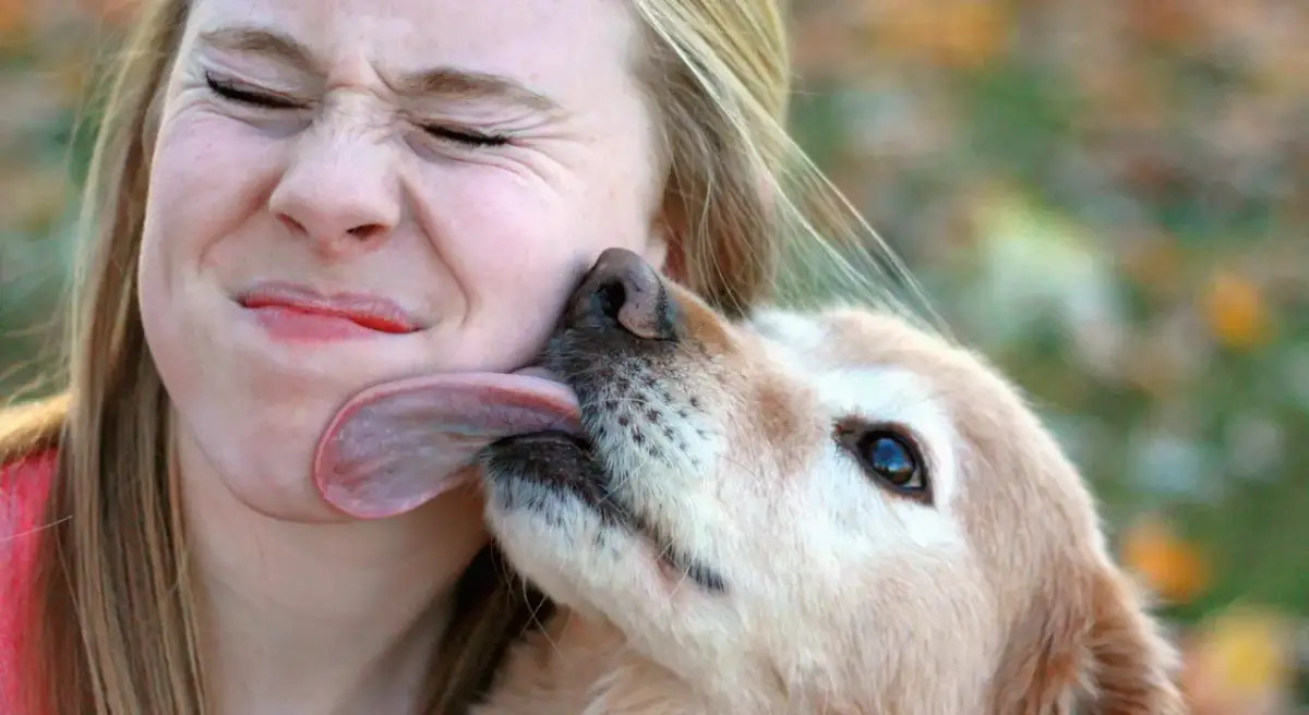 Por qué me lame mi perro: razones detrás de este comportamiento inquietante