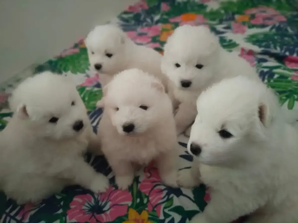 Samoyed: Cena szczeniaka i utrzymanie uniknij ukrytych kosztów!