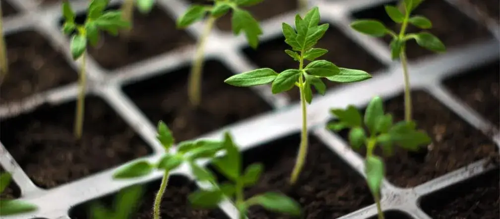 Kiedy siać pomidory koktajlowe, aby uniknąć przymrozków i uzyskać plony