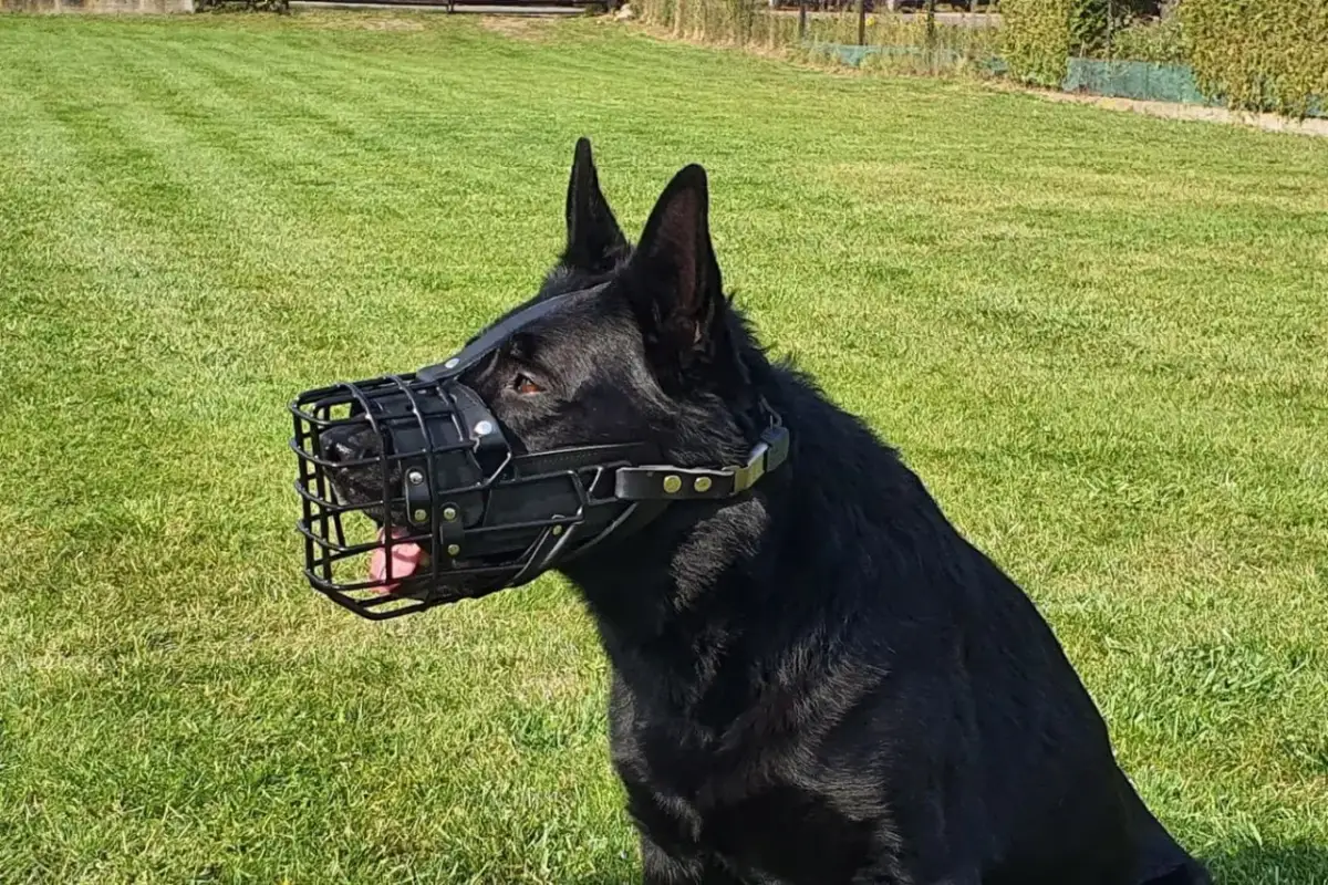 Czarny owczarek niemiecki w kagańcu. Dobry kaganiec dla owczarka niemieckiego powinien być wygodny i bezpieczny.
